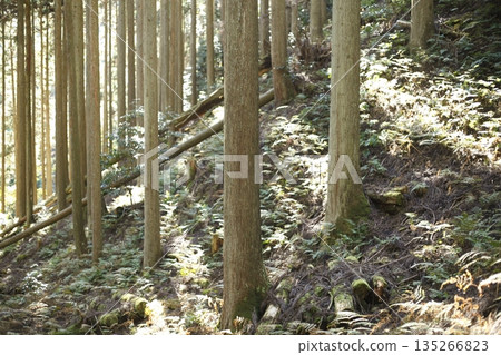 Sunlight filtering through the trees in the forest 135266823