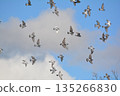 Flock of doves flapping 135266830