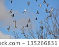 Flock of doves flapping 135266831
