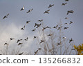 Flock of doves flapping 135266832