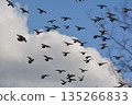 Flock of doves flapping 135266833