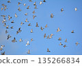 Flock of doves flapping 135266834