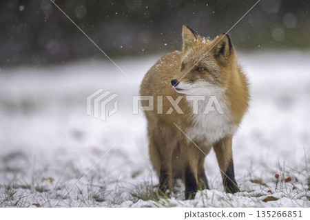 一隻紅狐狸走過堆積在落葉上的雪 135266851