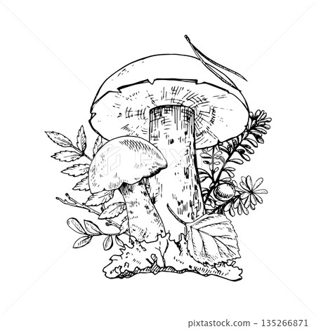 Taiga Forest Botanical composition. Hand drawn mushrooms, leaves, berries and moss. Good for botanical prints, packaging, tattoo art, labels, books, posters and nature designs Taiga Forest Botanical composition. Hand drawn mushrooms, leaves, berries and moss. Good for botanical prints, packaging, tattoo art, labels, books, posters and nature designs 135266871
