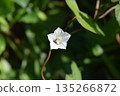 Mame Sagao flower 135266872