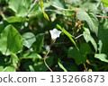 Mame Sagao flower 135266873
