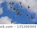 Flock of doves flapping 135266949