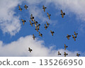 Flock of doves flapping 135266950