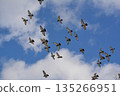 Flock of doves flapping 135266951