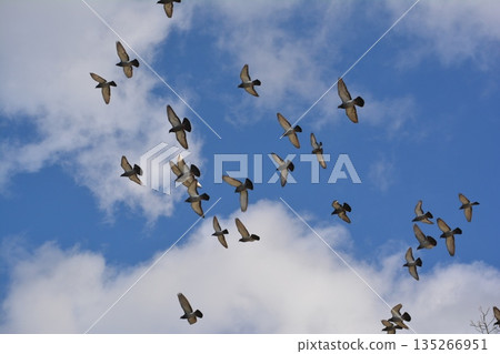 Flock of doves flapping 135266951