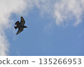 Flapping pigeon 135266953