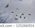 Flock of doves flapping 135266954