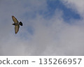 Flapping pigeon 135266957