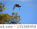 Flapping pigeon 135266958