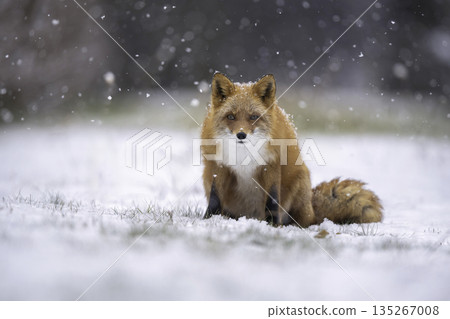 Ezo red fox nestling in the forest 135267008