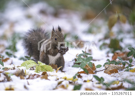 Ezolith吃核桃 135267011