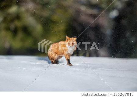 赤狐走在森林裡 135267013