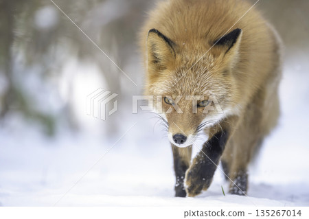 赤狐走在森林裡 135267014