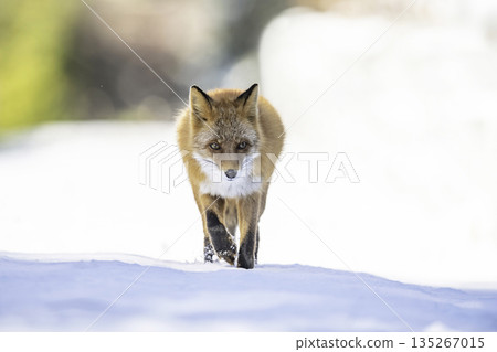赤狐走在森林裡 135267015