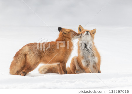 北福克斯夫婦在雪原中放鬆 北福克斯夫婦在雪原中放鬆 135267016
