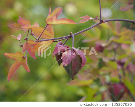 Autumnal cotton buds 135267020