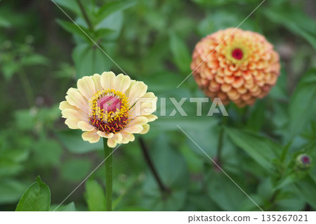 Yellow and orange zinnia flowers 135267021