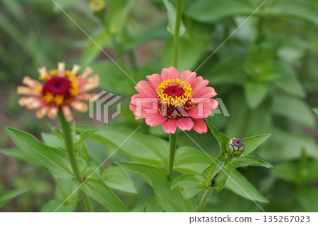 橙色百日草花 橙色百日草花 135267023