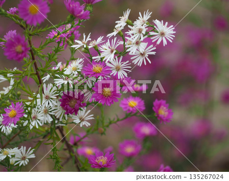 Pink and white peacock Pink and white peacock 135267024