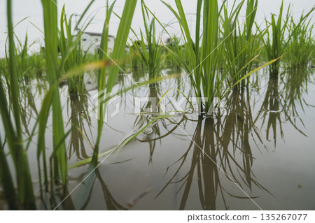 paddy, paddy field, rice field 135267077