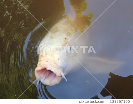 大綱金毘羅神社龍神池鯉魚 135267100