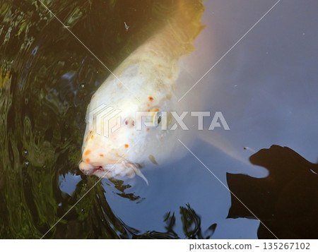 大綱金毘羅神社龍神池鯉魚 135267102