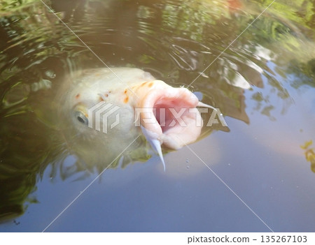 大綱金毘羅神社龍神池鯉魚 135267103