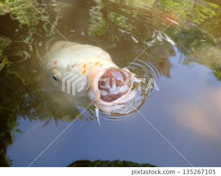 大綱金毘羅神社龍神池鯉魚 135267105
