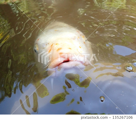 Otsuna Konpira Shrine Dragon God Pond Carp Otsuna Konpira Shrine Dragon God Pond Carp 135267106