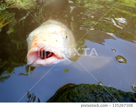 大綱金毘羅神社龍神池鯉魚 135267108