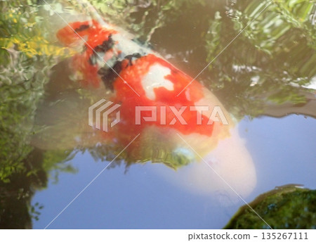 大綱金毘羅神社龍神池鯉魚 135267111
