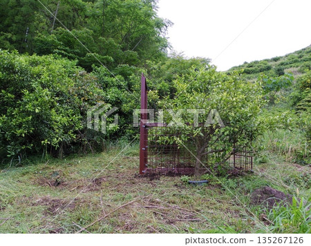 Box trap 135267126