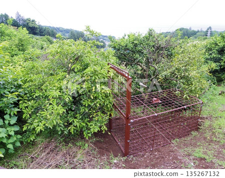 箱式陷阱 135267132