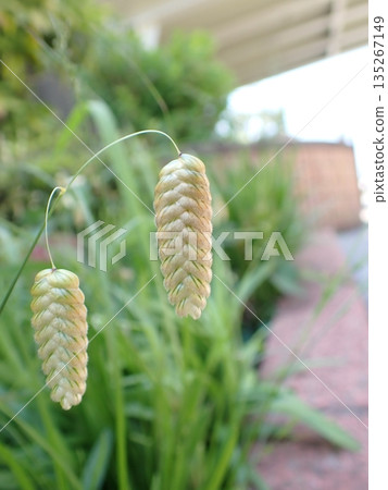 Madder beetle 135267149