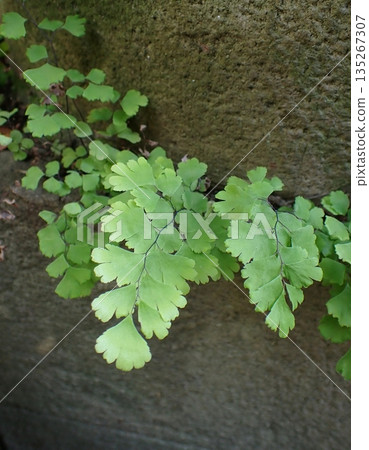 Horai Kishida Horai Kishida 135267307