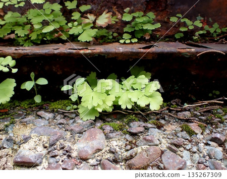 Horai Kishida 135267309