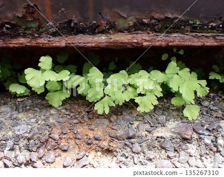 Horai Kishida 135267310