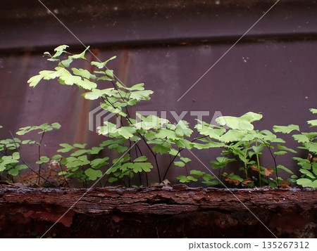 Horai Kishida 135267312