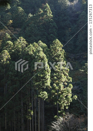 Coniferous trees shining in the morning sun 135267313