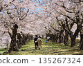 一家人在五稜郭櫻花樹下漫步。 135267324