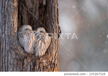 A couple of Ezo owls snuggling up 135267326