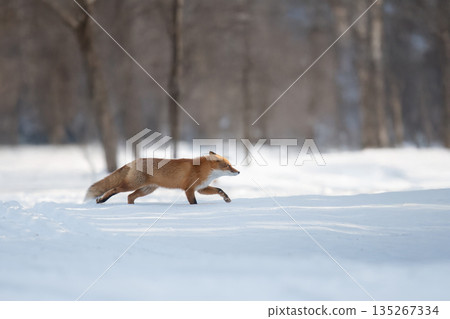 一隻紅狐狸在雪地裡奔跑 一隻紅狐狸在雪地裡奔跑 135267334