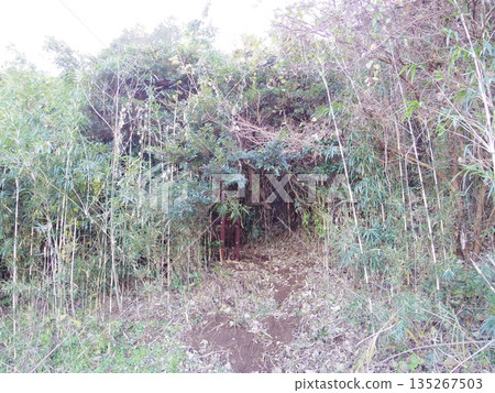 Box trap Box trap 135267503