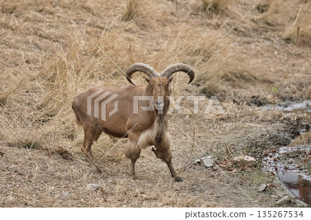 Male Barbary sheep standing with legs apart Male Barbary sheep standing with legs apart 135267534