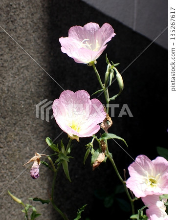 Hiltzakimusuki Hiltzakimusuki 135267617